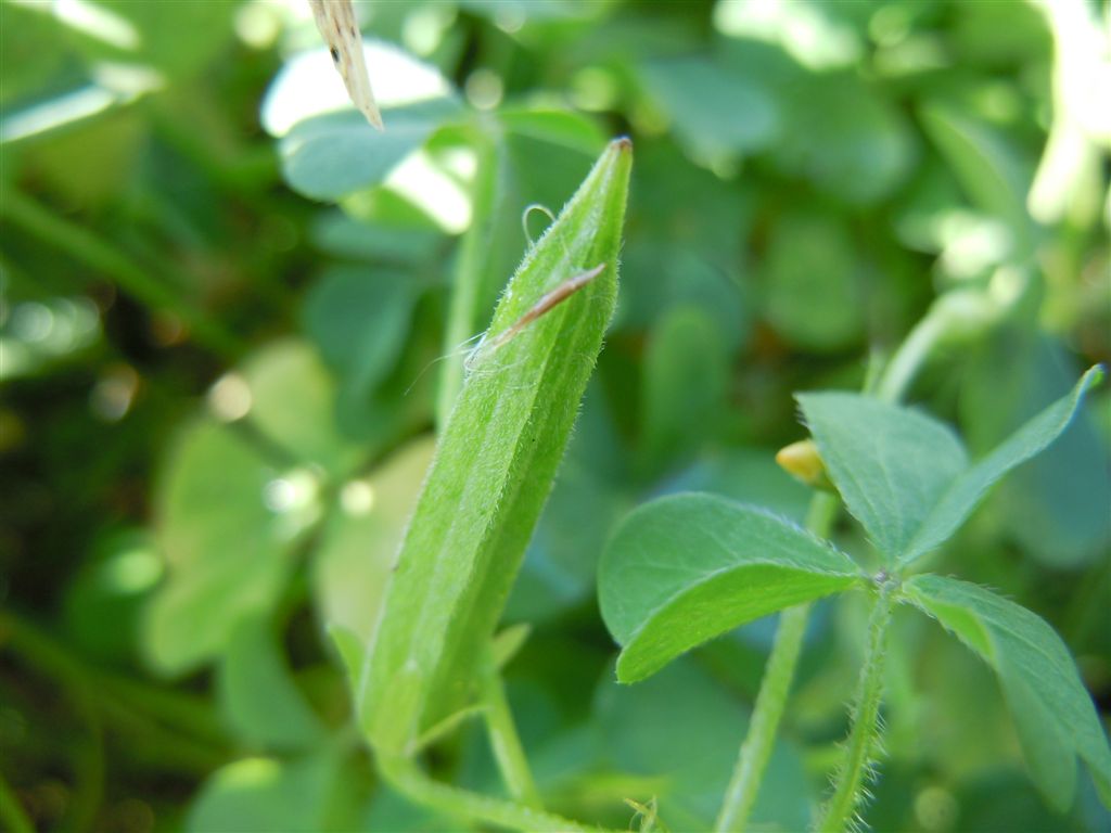 Oxalis corniculata